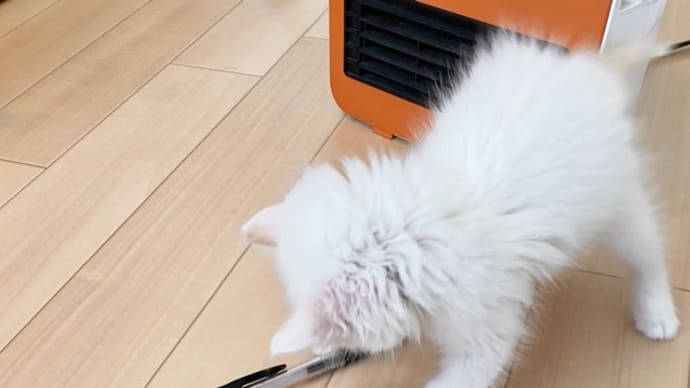 保護猫生活13日目 目を離すとペンで遊んでた