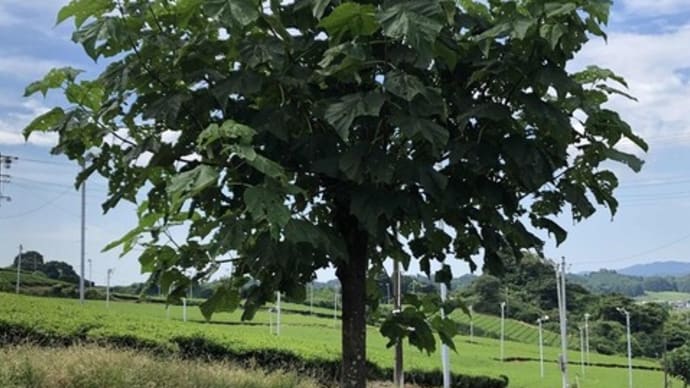 桐の木は貴重な木陰