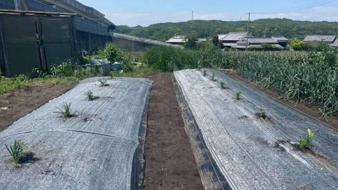 スイカの植え付け