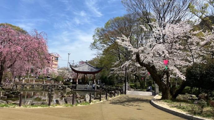 お花見リリ🌸