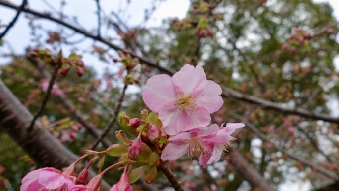 気の早いカワヅザクラ