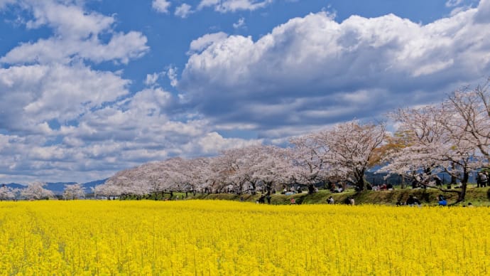 藤原宮跡の桜と菜の花(奈良県橿原市)