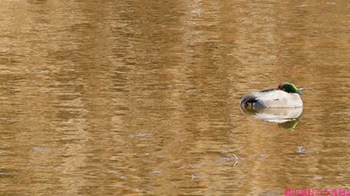 ヨシガモ 沼井公園に