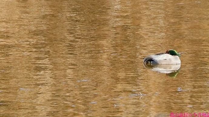 ヨシガモ　沼井公園に