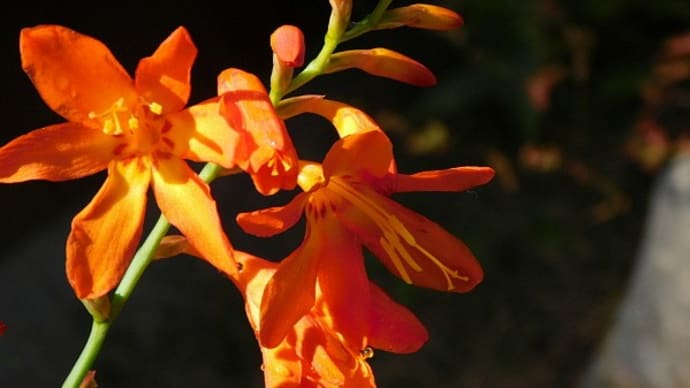 雨の中で咲くオレンジ色・ヒメヒオウギズイセン