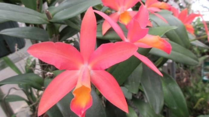 カトリアンセ Caribbean OrangeBall　斑入り葉の胡蝶蘭