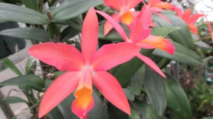 カトリアンセ Caribbean OrangeBall 斑入り葉の胡蝶蘭