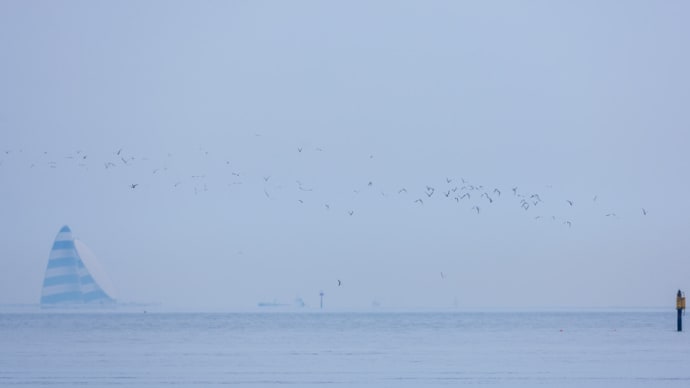 鳥見散歩:コアジサシ、イソシギ、コサギ、ミヤコドリ、チュウシャクシギ