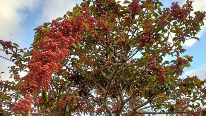クロガネモチの木の実・・・・今年はまだヒヨドリが来ていません。