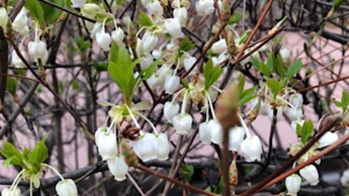 桃園川緑道の花々