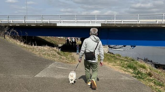 河津桜見てきたよ