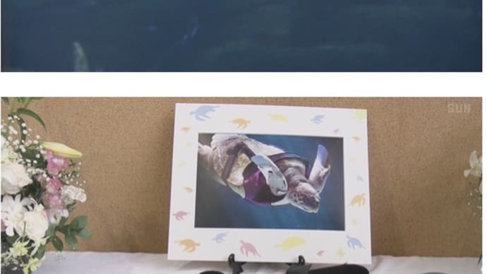 須磨水族館の海亀『悠』ちゃん死す