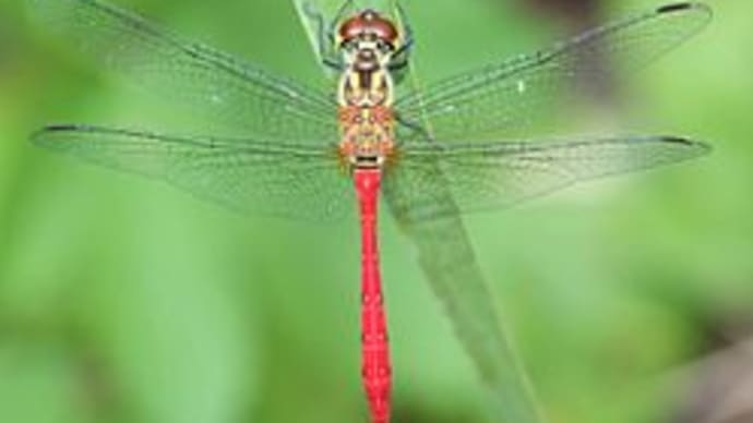 「自転車屋の生き物歳時記」!!「マユタテアカネ」!!