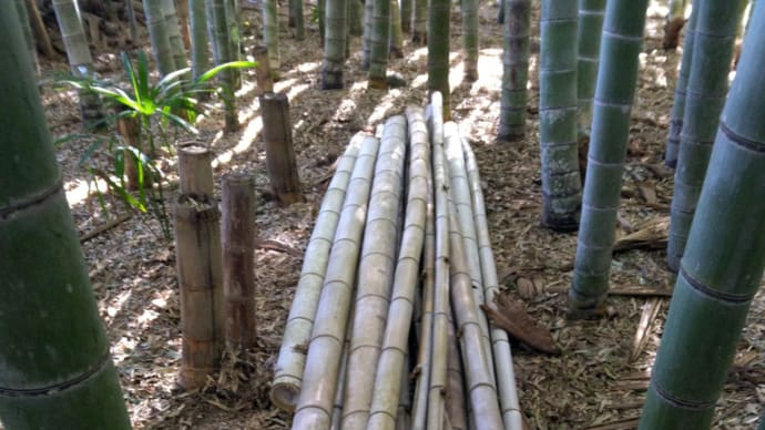 竹林整備