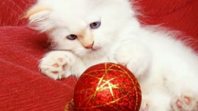 X’masに命を買わないで!