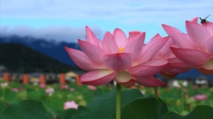 藤原宮跡の花蓮Ⅱ