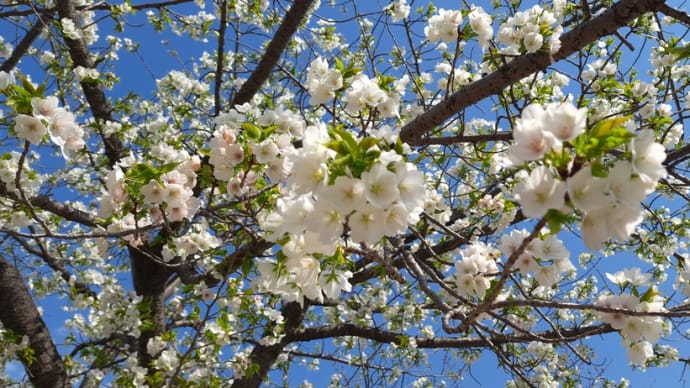 真っ白な花と黄緑色の葉のコントラストが美しい大島桜