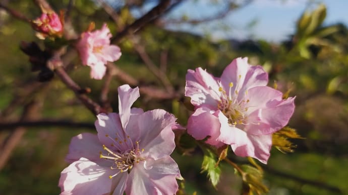 桜と秋桜