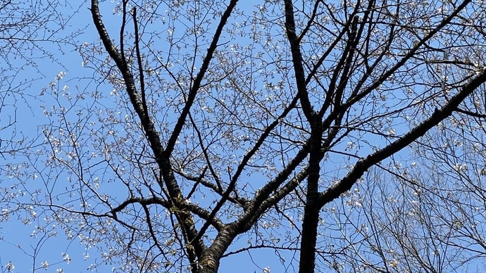 Tue '22/04/19  山桜、ついに開花！その後、イーグルス観戦も