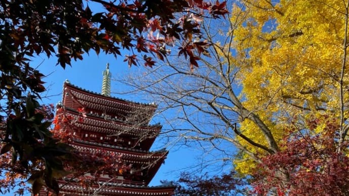 千葉県松戸市 本土寺の紅葉 真っ赤なモミジ