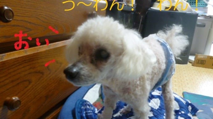 明日は満月…老犬ラスさんは吠えまくる　(*￣o￣)ゝｵｰｲ!!