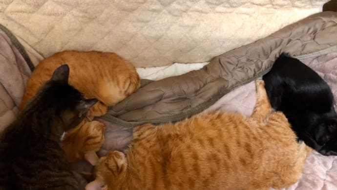 ちょびの定位置