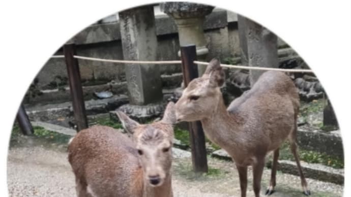 奈良公園のシンボル　たくさんの鹿たち🎵🎵🎵目が可愛いのね。