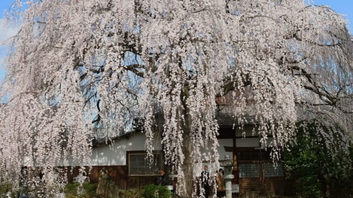 京都本満寺の枝垂れ桜