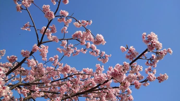 花見に異変…新人の場所取りパワハラ?代行業者「依頼どんどん」令和の花見模様