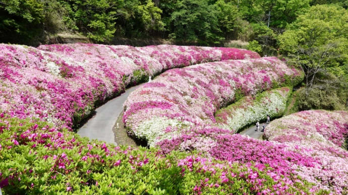 つつじの大谷 大原山ハイキング(後)
