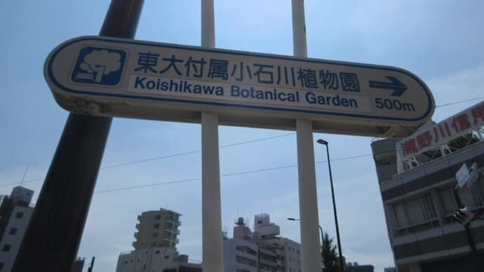 小石川植物園 ヒマラヤスギ