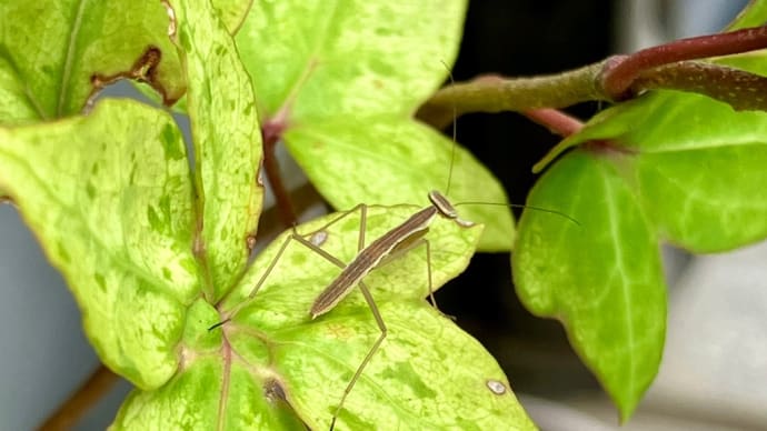 カマキリの赤ちゃん2024