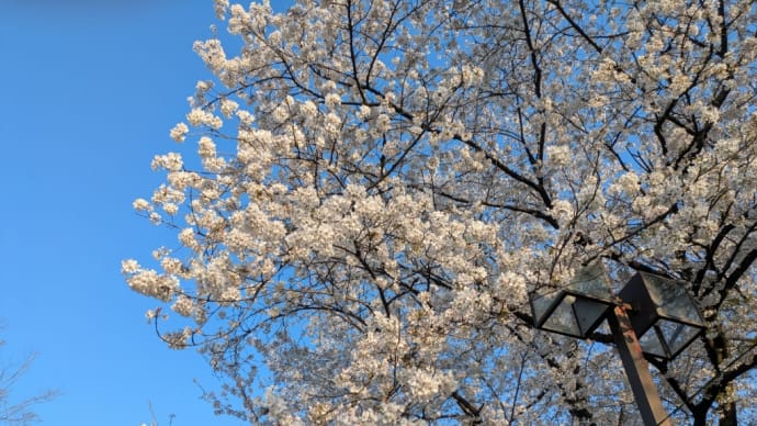 華蔵寺公園🌸