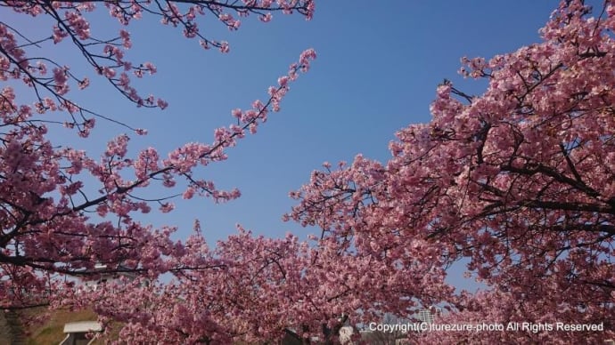 24宇都宮城址公園・河津桜