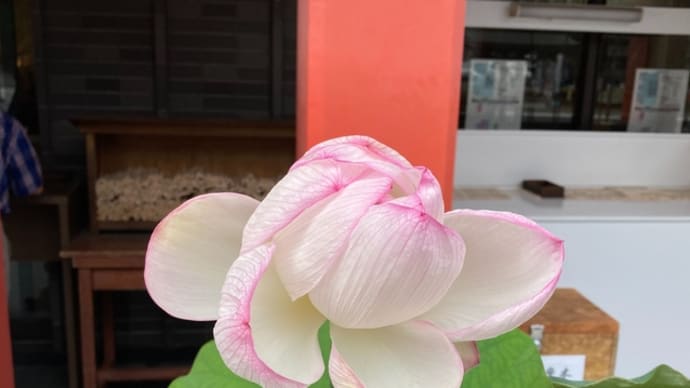 高幡不動の蓮の花