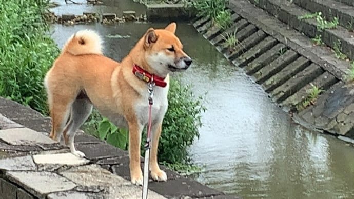 今日は一転 ～ 静かに佇む1才半の柴犬『ひのき』