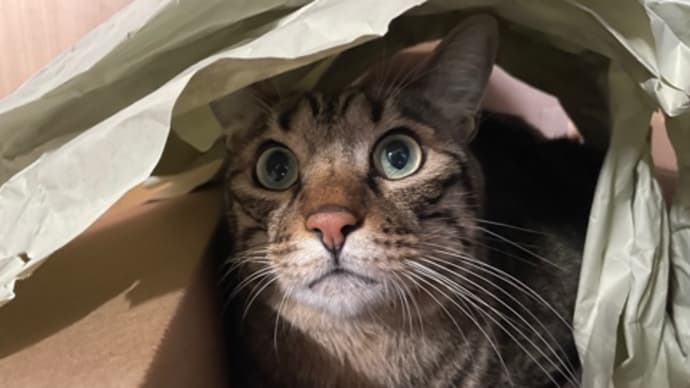 眠いです