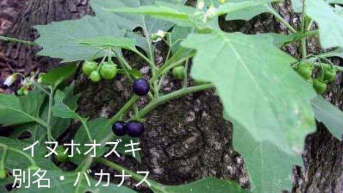 働く女性たち 「バカナスの女 紫乃」駆け込み寺居酒屋ポン吉 60話 バカナス イヌホオズキ 音川伊奈利