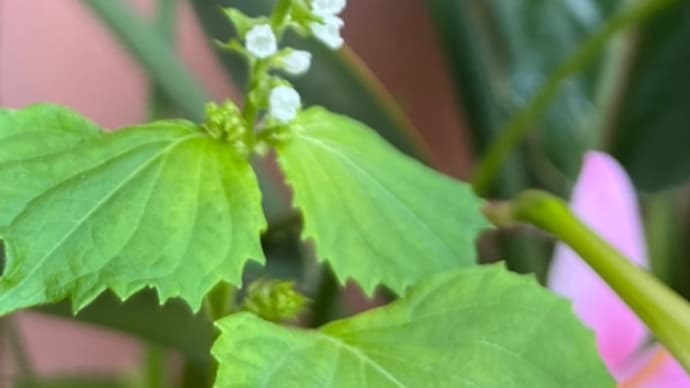 大葉の花