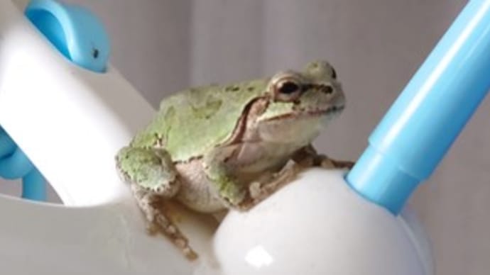保護色ではないような‥ 🐸