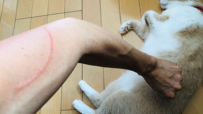 日記 猫の爪痕