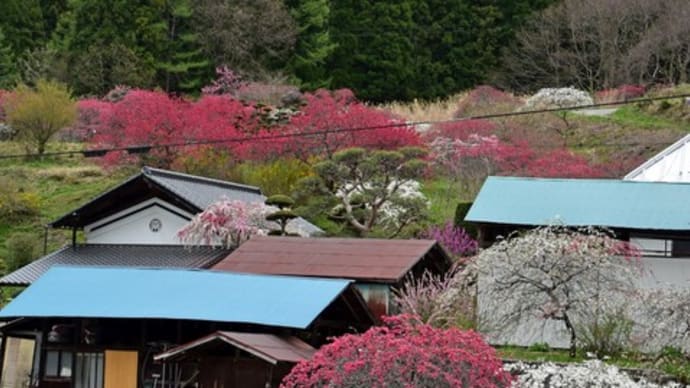 「花桃の里」は桃源郷!