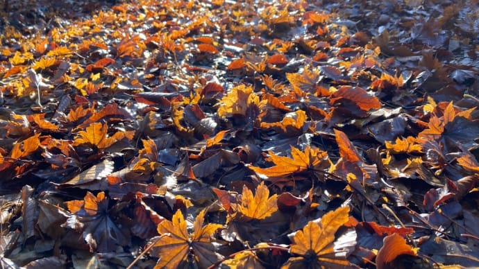 紅葉絨毯 〜高清水トレイル散策