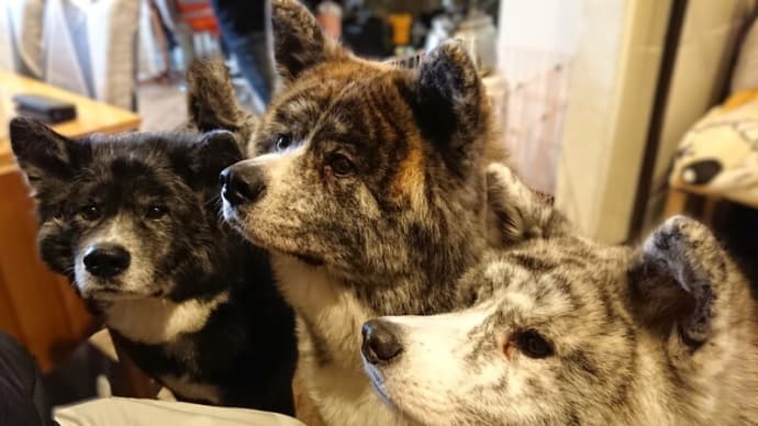 秋田犬のいるお店でランチ~🍚