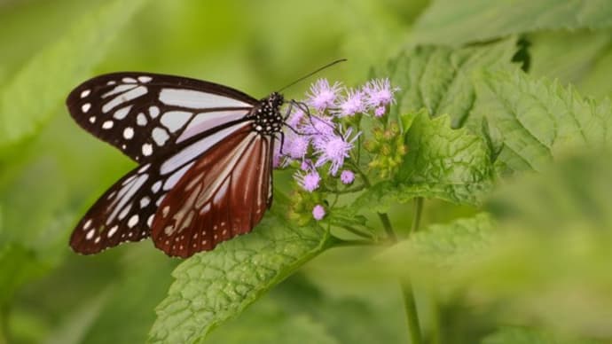 ユーパトリュームの花に吸蜜するアサギマダラ蝶(下)