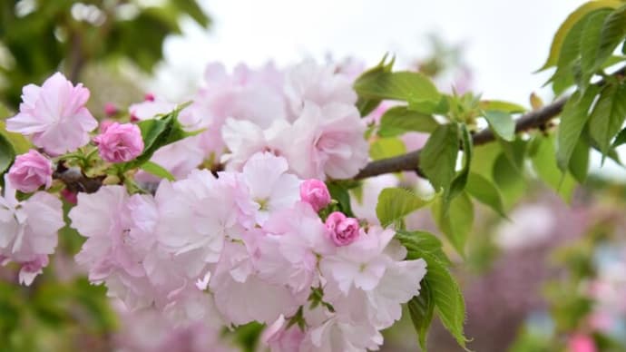 4月20日（土）の天平の丘公園（尼寺）の八重桜
