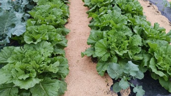 野菜を狙う虫たち