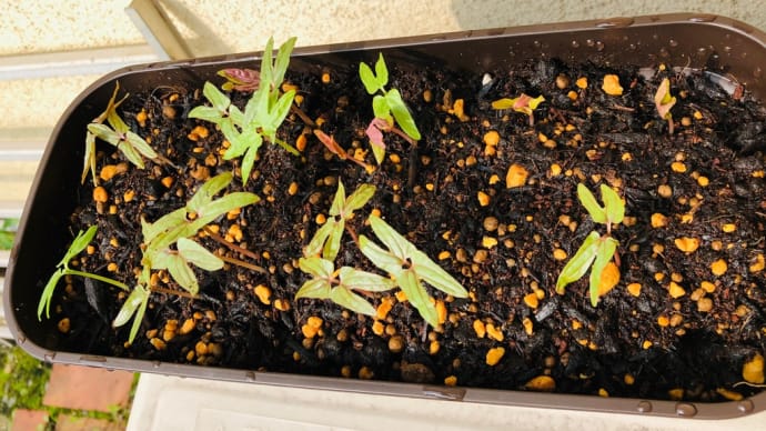 朝顔の種植えて5日後
