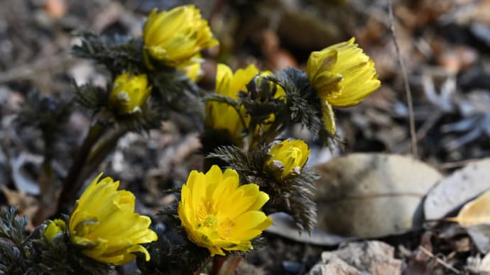 ◆福寿草などを「十枝の森」で(大網白里市)