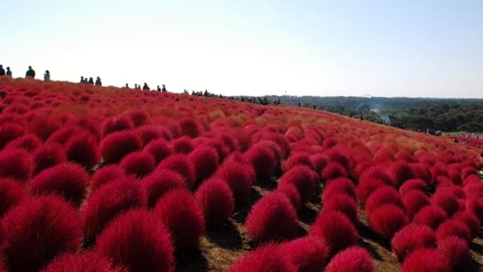 #3612 コキアの紅葉2 ひたち海浜公園